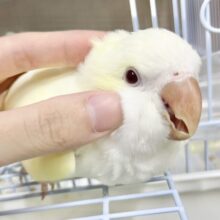 【🆙最新画像アリ】ほわほわクリーミー🍦💛✨オキナインコ（クリーム）