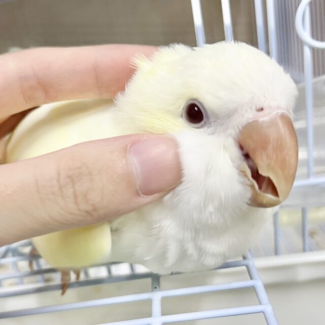 【🆙最新画像アリ】ほわほわクリーミー🍦💛✨オキナインコ（クリーム）