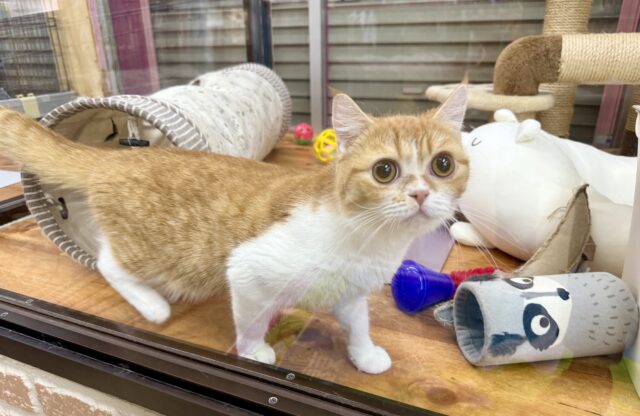 最新画像📸ミヌエット(レッドタビー&ホワイト)女の子♪みたらしちゃんがやって来た! ミヌエット