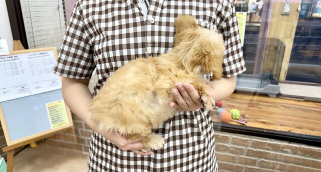 チワプー