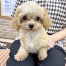 最新画像📸ハーフ犬（チワワ✖️トイプードル）女の子♪いいとこ取りな可愛さ❤️
