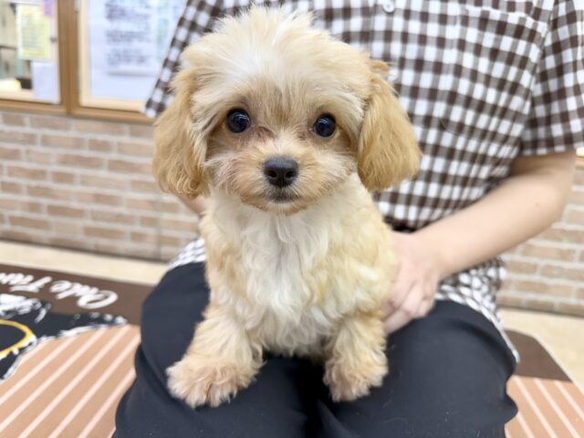 最新画像📸ハーフ犬（チワワ✖️トイプードル）女の子♪いいとこ取りな可愛さ❤️