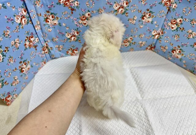 マルプー