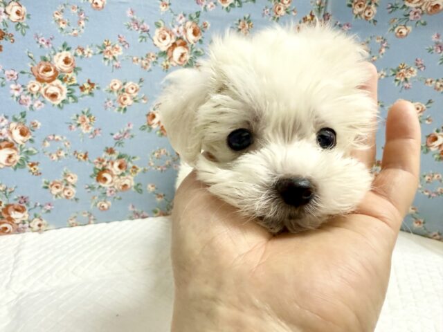 マルプー