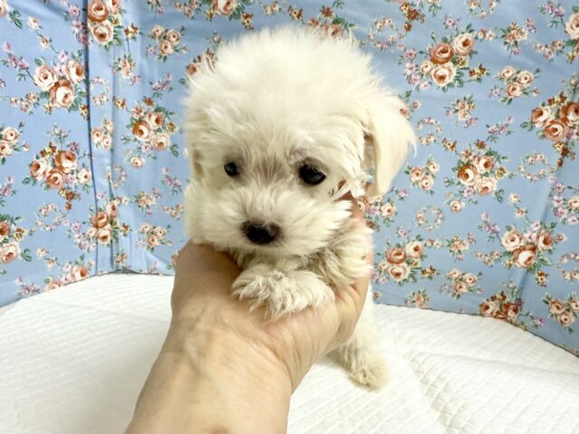 マルプー