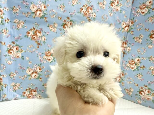 マルプー