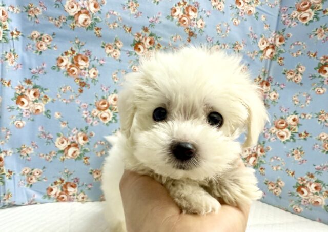 ハーフ犬（マルチーズ✖️トイプードル）男の子♫ちびちびわんぱくボーイがやってきた🐶