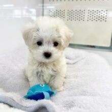 ハーフ犬（マルチーズ✖️トイプードル）男の子♫ちびちびわんぱくボーイがやってきた🐶