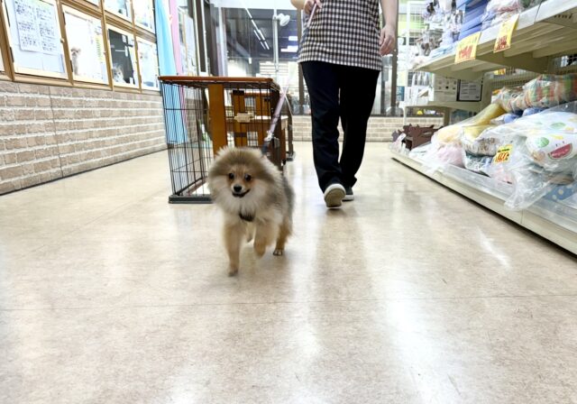 ポメラニアン