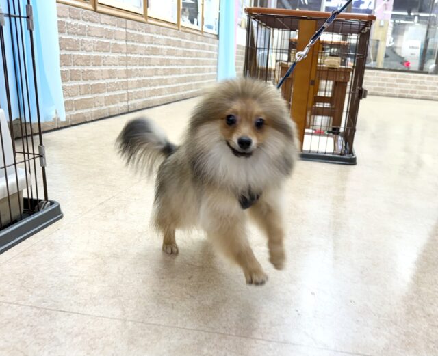 ポメラニアン