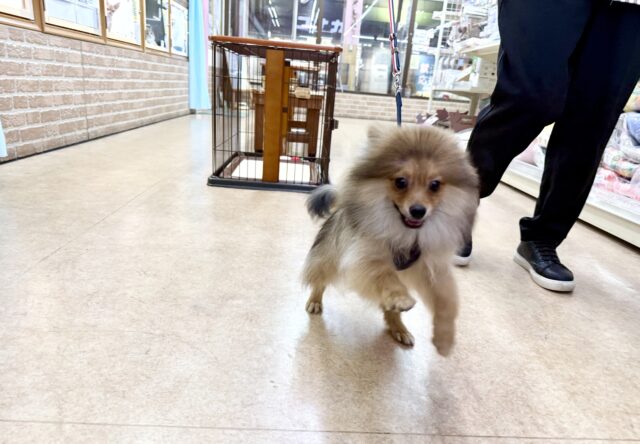 ポメラニアン