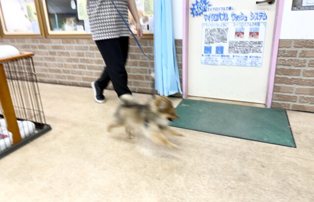 ポメラニアン