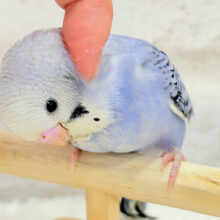【最新画像更新🪄もうすぐひとり餌‪☆】元気いっぱい‪☆セキセイインコ(オパーリン) ヒナ