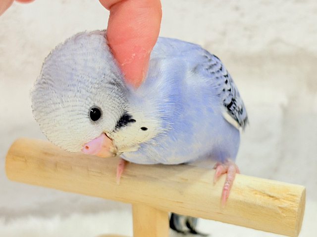 【最新画像更新🪄もうすぐひとり餌‪☆】元気いっぱい‪☆セキセイインコ(オパーリン) ヒナ