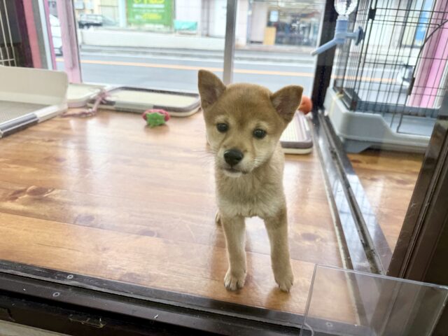豆柴