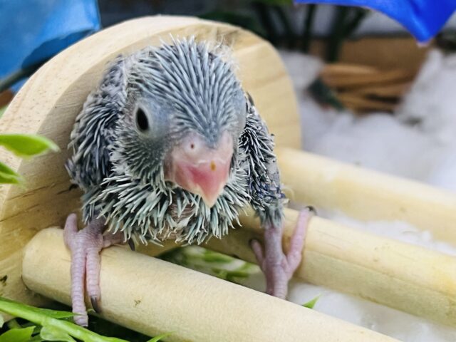 マメルリハ
