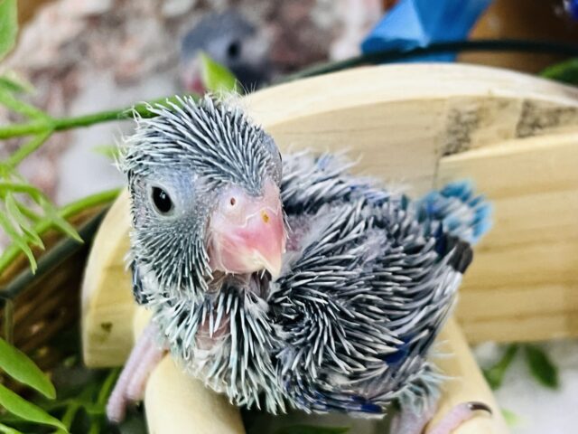 マメルリハ