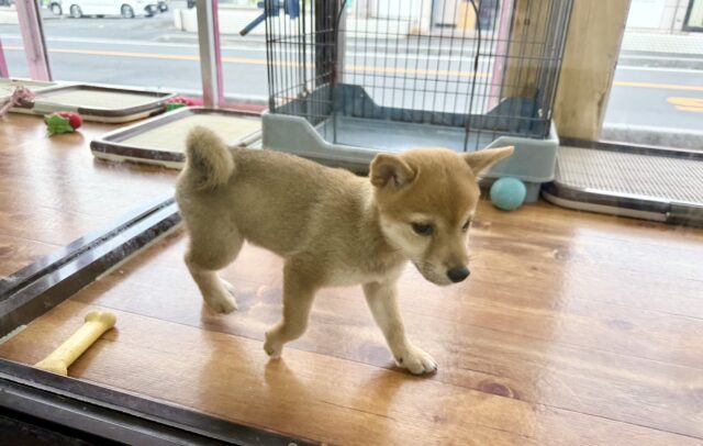 豆柴