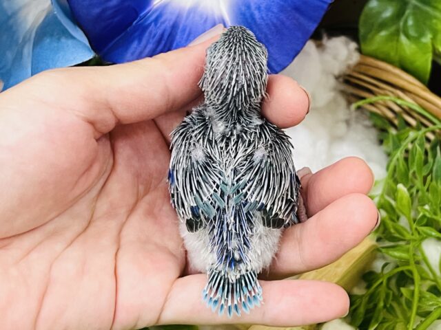 マメルリハ