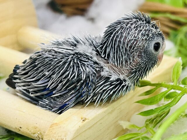 マメルリハ
