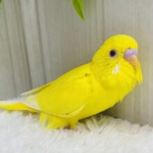 真っ黄色なキミちゃん💛やってきましたよ〜セキセイインコのルチノー❣️