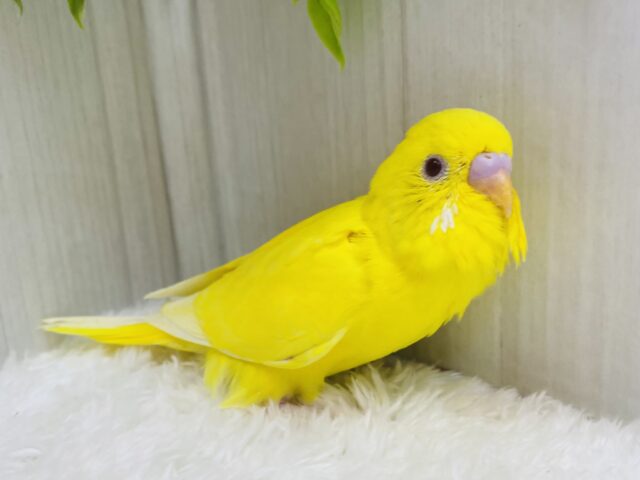 真っ黄色なキミちゃん💛やってきましたよ〜セキセイインコのルチノー❣️