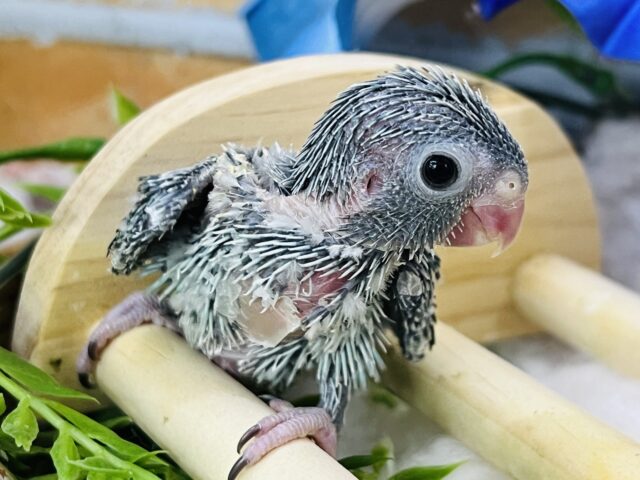 マメルリハ