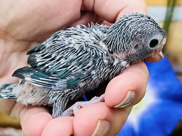 マメルリハ