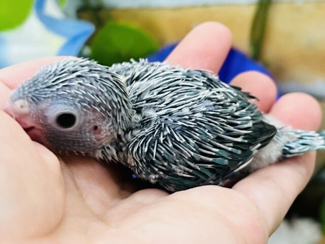 マメルリハ
