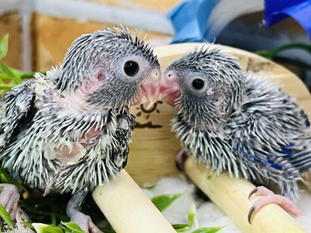マメルリハ