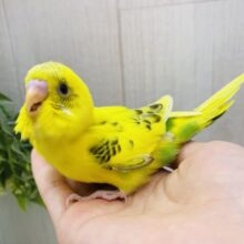 ピロロ〜と元気いっぱい🌟人気カラーのセキセイインコ黄ハルクイン💛