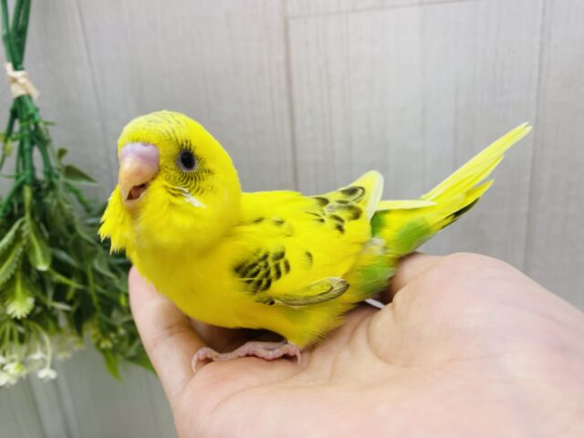 ピロロ〜と元気いっぱい🌟人気カラーのセキセイインコ黄ハルクイン💛