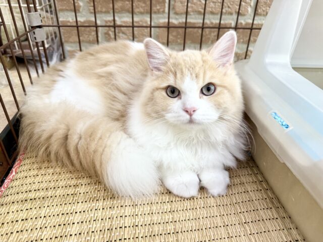 最新画像📸ミヌエット（クリーム&ホワイト）男の子♫常にゴロゴロ甘えんぼ〜💕