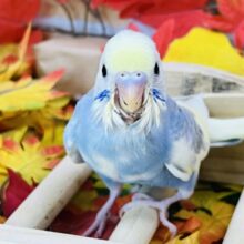 クリーム溢れる🎶セキセイインコ（パステルレインボーパイド）