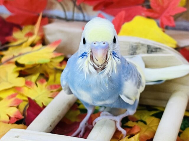 クリーム溢れる🎶セキセイインコ（パステルレインボーパイド）