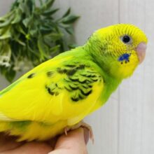 ピトっと寄り添いたいんです💕隠れ甘えん坊❓セキセイインコのパイドカラー🌟