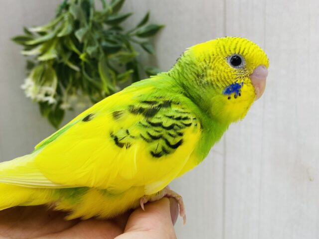 ピトっと寄り添いたいんです💕隠れ甘えん坊❓セキセイインコのパイドカラー🌟