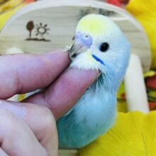 べたなれ候補生🩵セキセイインコの雛（レインボースパングル）