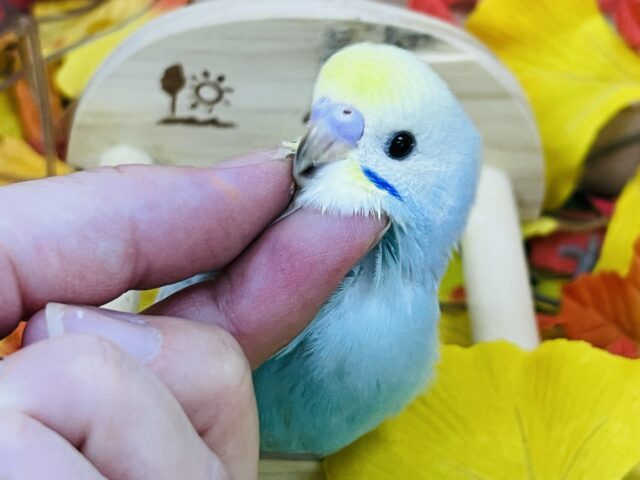 べたなれ候補生🩵セキセイインコの雛（レインボースパングル）