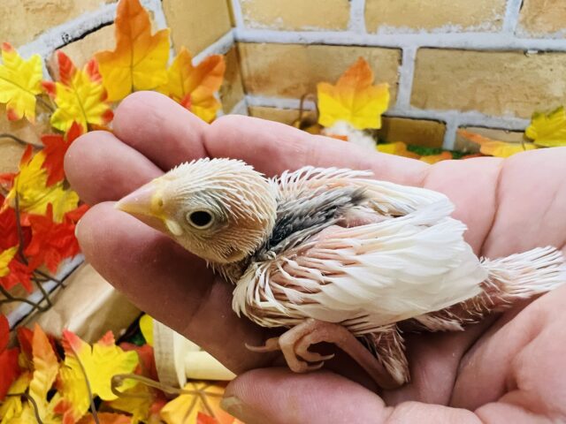 白文鳥