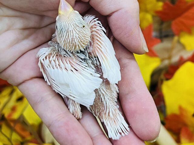 白文鳥