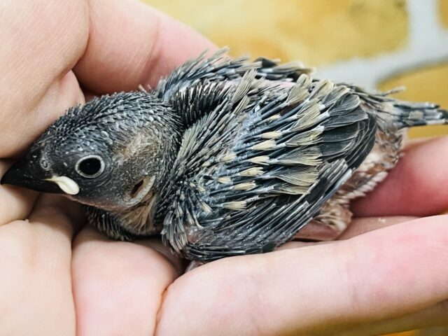 桜文鳥
