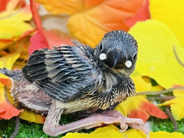 桜文鳥