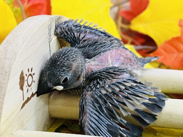 桜文鳥