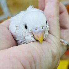 真っ白ちゃん♡黒目セキセイインコのダブルファクター
