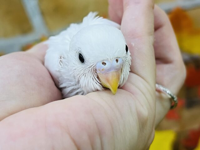 真っ白ちゃん♡黒目セキセイインコのダブルファクター