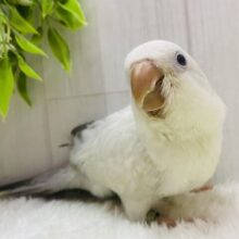 レアカラー❤️‍🔥シックなカラーのオシャレさん🤍☽︎‪︎.*·̩͙‬𓈒◌オキナインコのコバルトパリドオパーリン‪！！