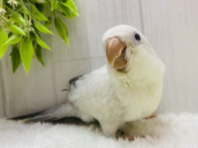 レアカラー❤️‍🔥シックなカラーのオシャレさん🤍☽︎‪︎.*·̩͙‬𓈒◌オキナインコのコバルトパリドオパーリン‪！！