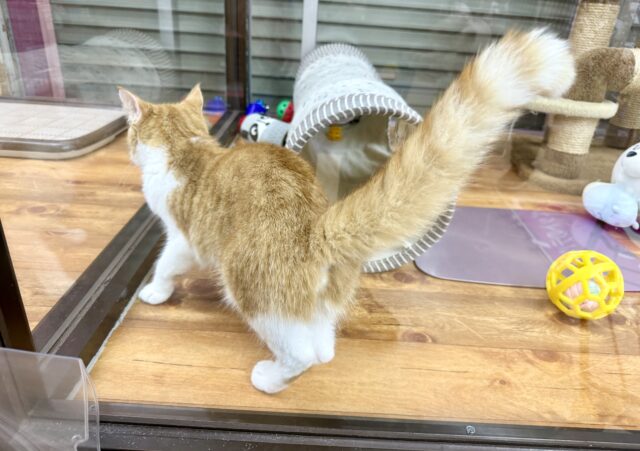 最新画像📸ミヌエット(レッドタビー&ホワイト)女の子♪みたらしちゃんがやって来た! ミヌエット