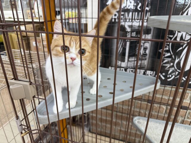 最新画像📸ミヌエット(レッドタビー&ホワイト)女の子♪みたらしちゃんがやって来た! ミヌエット